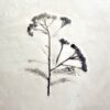 Patera natura - obrazek 3