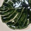 Monstera duża -  patera - obrazek 8