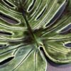 Monstera  -  patera - obrazek 3