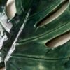 Monstera patera 9 - obrazek 2