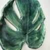 Monstera patera 9 - obrazek 3