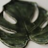 Monstera patera 11 - obrazek 2