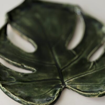 Monstera patera 11